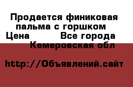 Продается финиковая пальма с горшком › Цена ­ 600 - Все города  »    . Кемеровская обл.